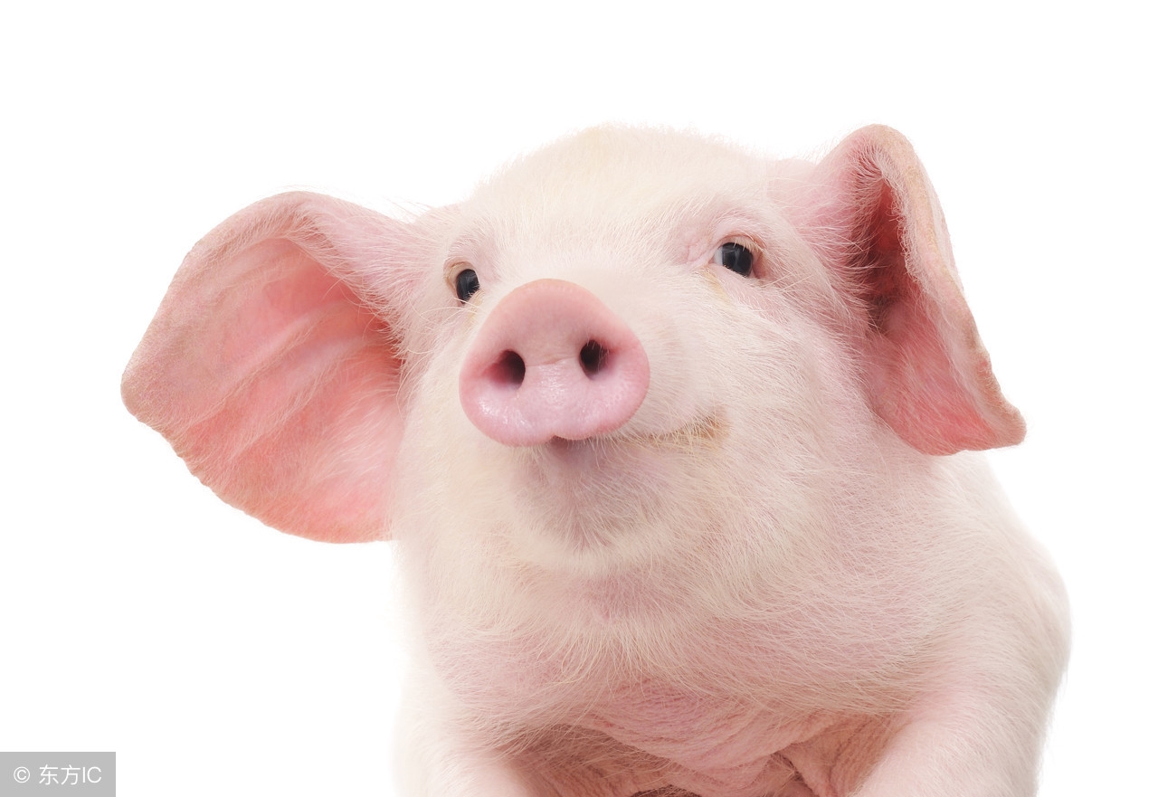 什么属相和什么属相最合适婚配,属相婚配什么属相最合适