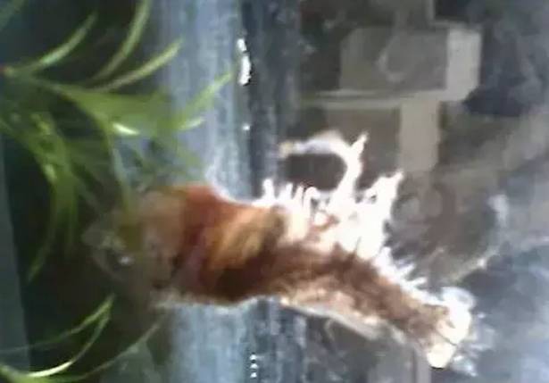 鱼儿死掉会怎么样,鱼儿死了是什么原因