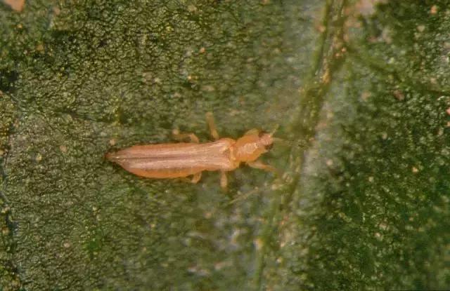 农田常见昆虫图鉴大全,常见田间昆虫100种