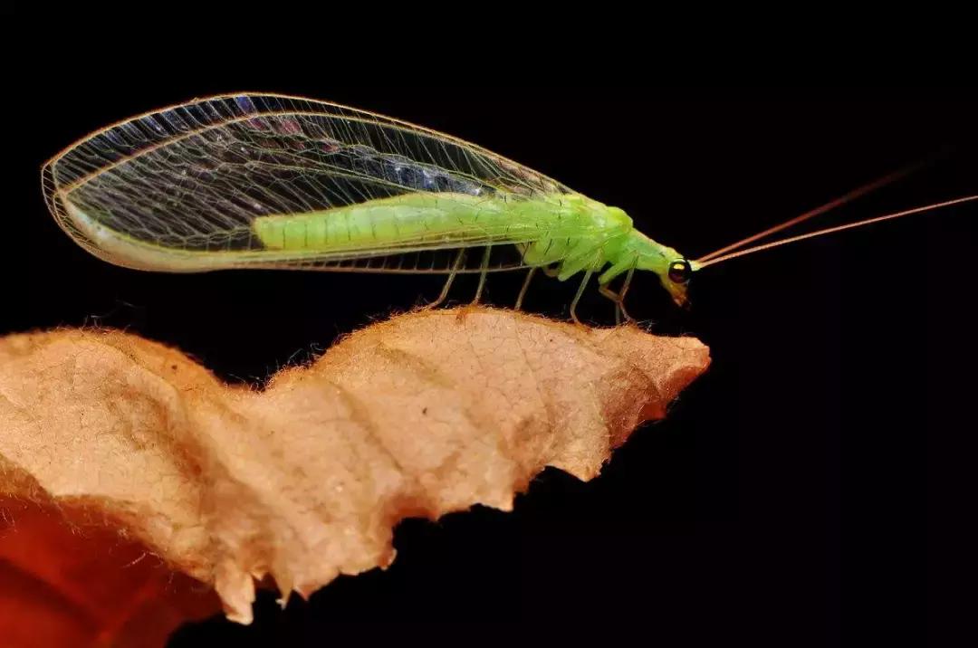 农田常见昆虫图鉴大全,常见田间昆虫100种