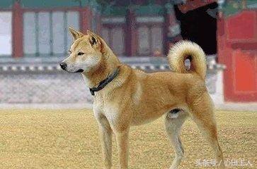 中国名犬,中国有什么名犬