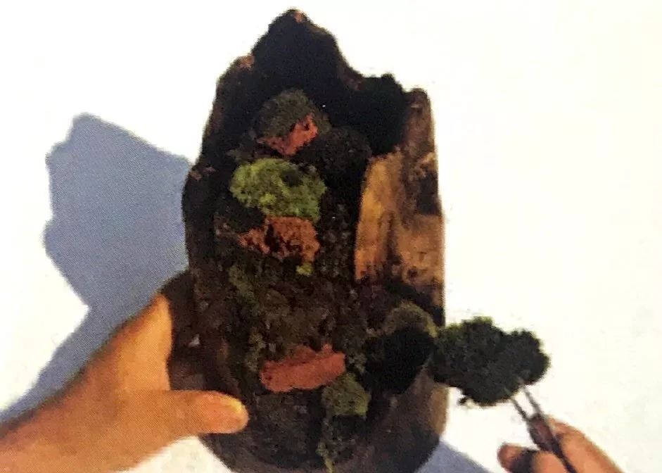 盆景十二技法图片讲解榕树,盆景十二技一法口诀