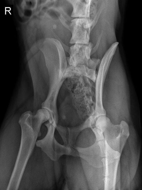 阿拉斯加肥胖的影响,阿拉斯加过于肥胖