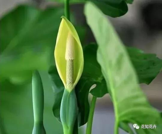 马蹄莲和海芋哪个贵,海芋和马蹄莲区别是什么