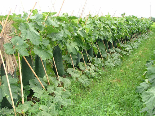 冬瓜裂开了原版视频,冬瓜后期开裂是什么原因