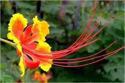 什么花朵的花语是救赎的花语,花语大全花的数量