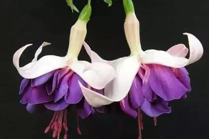 什么花朵的花语是救赎的花语,花语大全花的数量