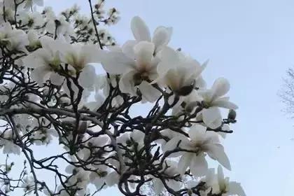 什么花朵的花语是救赎的花语,花语大全花的数量