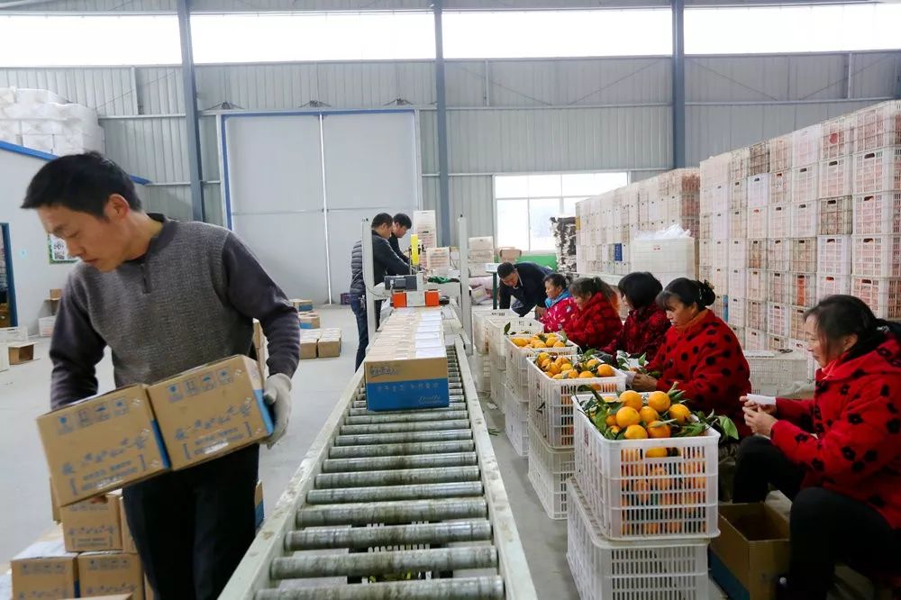 湖北枝江淘宝村,枝江中国淘宝村