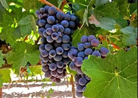 巴贝拉极细版,巴贝拉属于什么档次