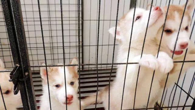 一出门狗狗就拆家怎么办,一出门狗狗就跟着怎么办