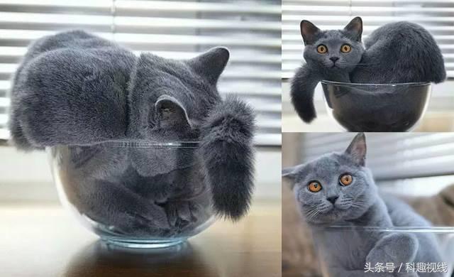 猫真的有诺贝尔奖吗,猫是液体做的科学家有证明吗