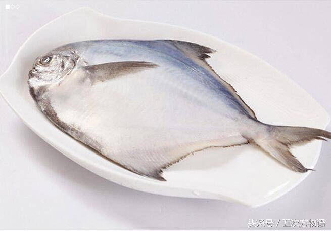 青岛海鱼品种大全及图片,青岛好吃的海鱼有哪些