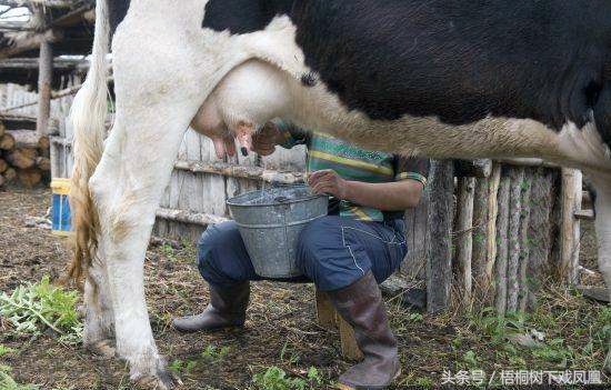 鹿血的科学依据是什么,鹿血可以治血液里的病