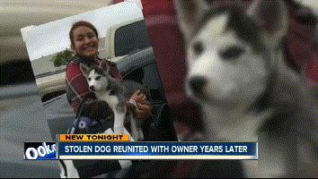 狗狗失踪2年重聚完整版,狗狗失踪两天还找得回来吗