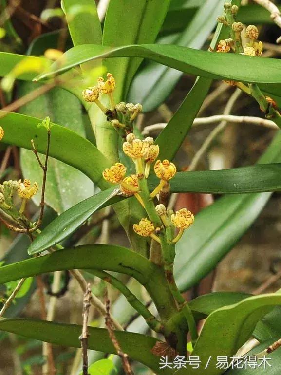 香蕉兰和翠兰有什么区别,兰花四季兰最好最香的品种