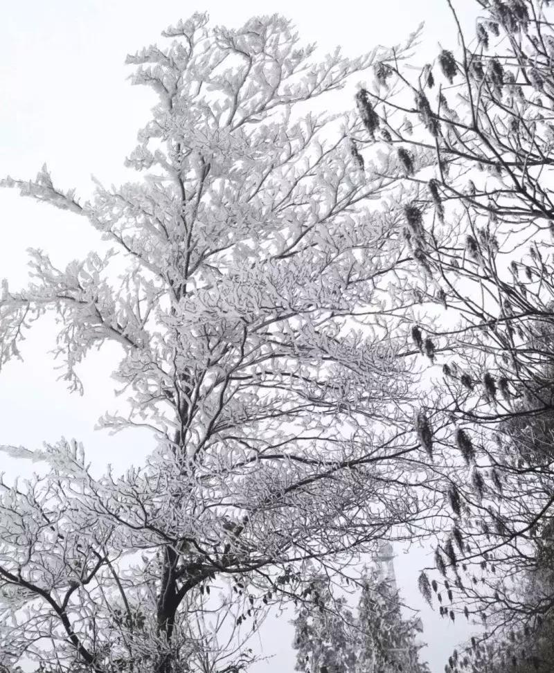 重庆冬天看雪景点,重庆最近看雪景的十大绝佳地点