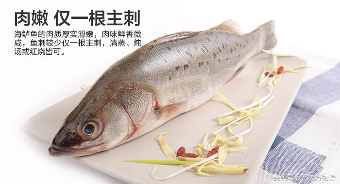 青岛海鱼品种大全及图片,青岛好吃的海鱼有哪些