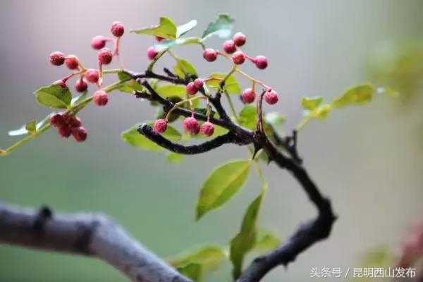 电商服务！将西山区团结街道的“山货”卖到了迪拜