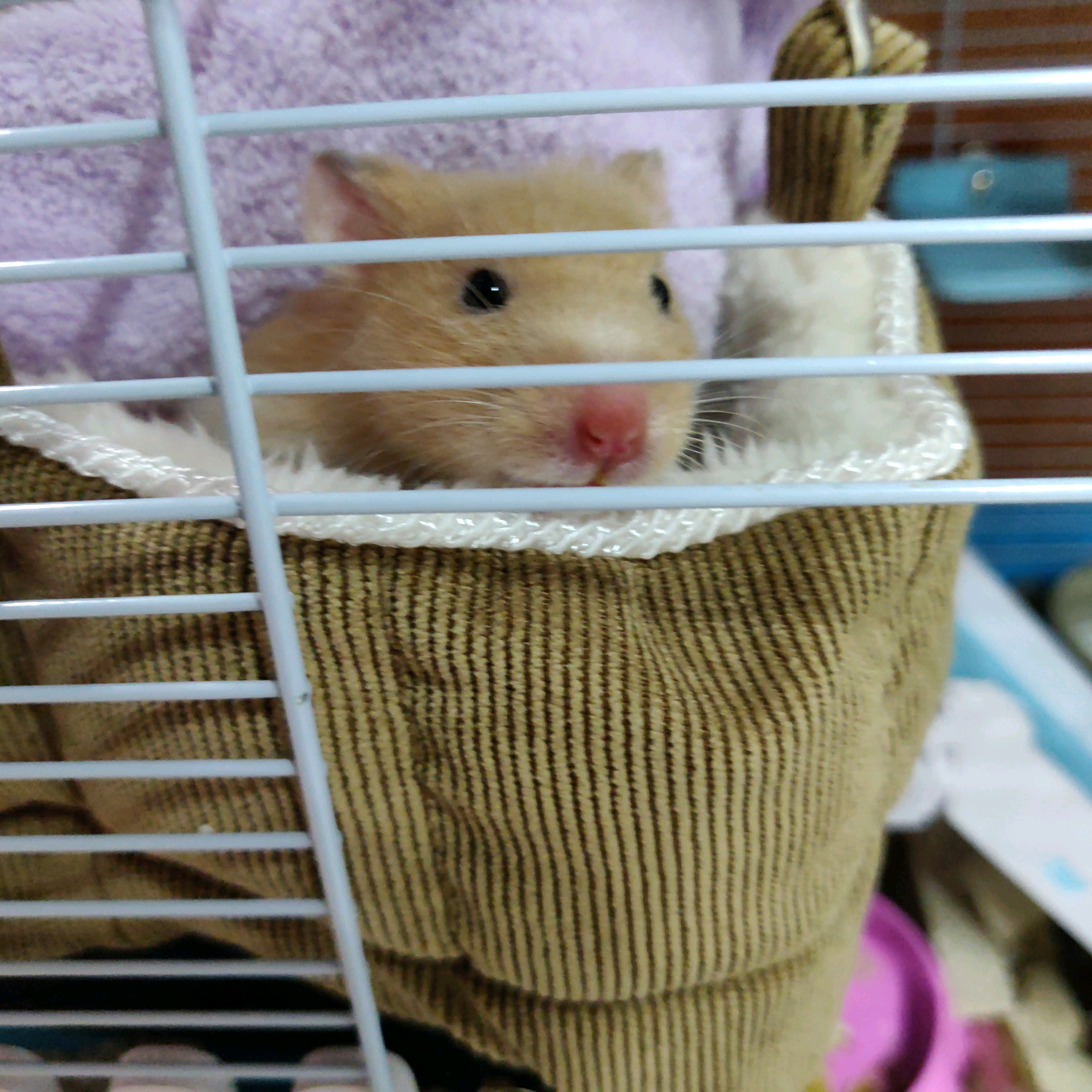 怎么在学校饲养金丝熊,金丝熊饲养指南