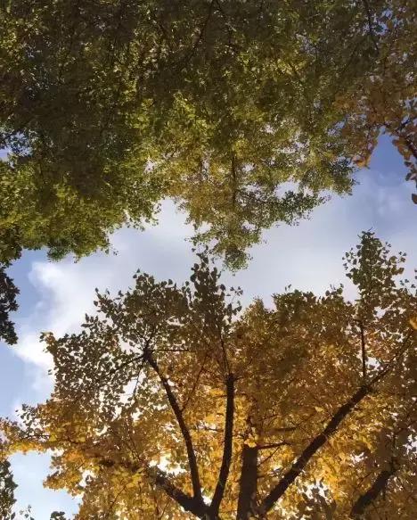 苏州上方山银杏景点,苏州银杏树拍照打卡攻略