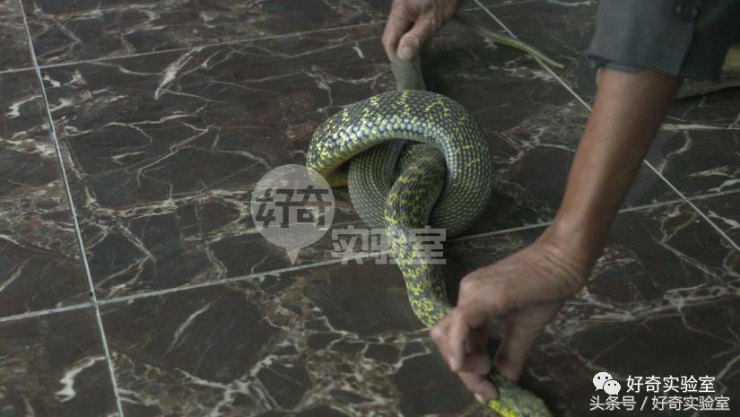 蛇和蛇打结会自己解开吗,蛇打个死结能自己解开吗