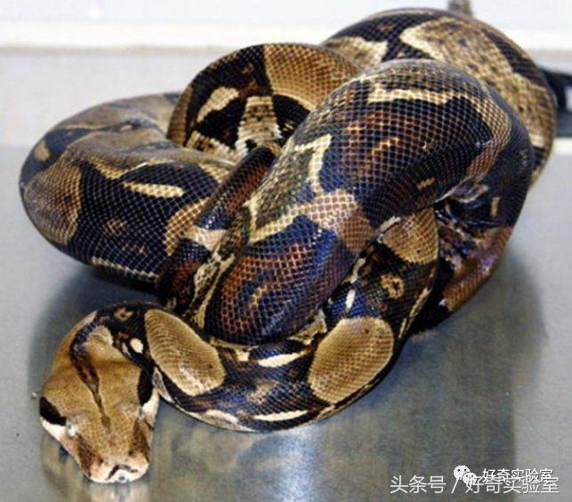 蛇和蛇打结会自己解开吗,蛇打个死结能自己解开吗