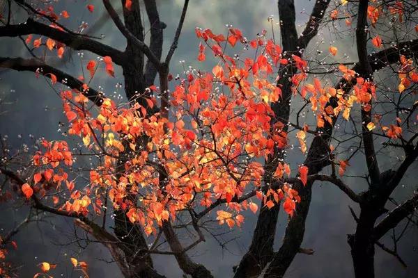 大悟,一个和婺源相媲美的地方,等了一整年的最红秋色终于来了!