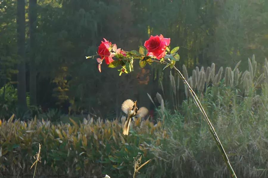 故事丨迪卡先生的本事（完结）