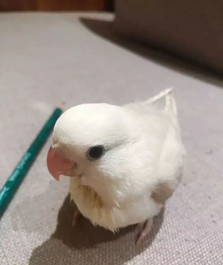 新手养的鹦鹉各优缺点,养鹦鹉少走30年弯路