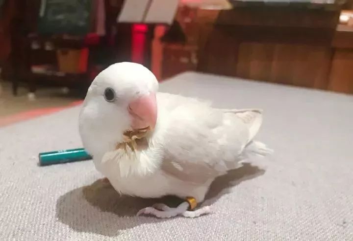 新手养的鹦鹉各优缺点,养鹦鹉少走30年弯路