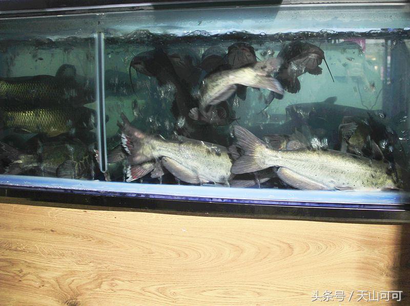 乌鲁木齐烤鱼哪里正宗,乌鲁木齐烤鱼哪里最正宗