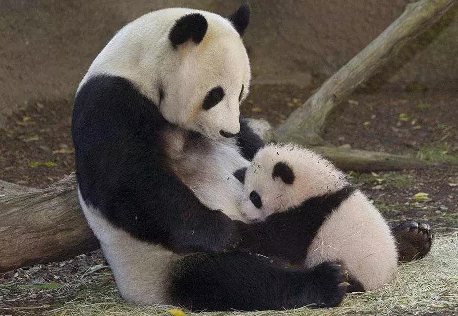 2021熊猫纪念币预约入口官网预购,2020版熊猫金银纪念币怎么预约