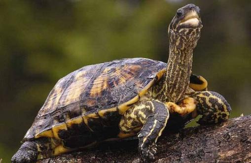 女子怀孕4个月遭丈夫打报警后续,老婆怀孕4个月突然见红