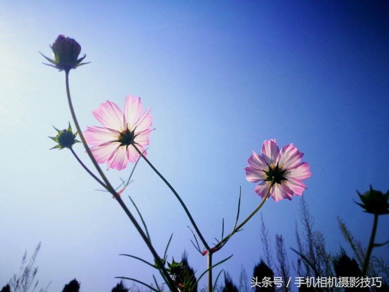 努比亚x和vivo双屏版哪个值得买,努比亚x双屏跟z20