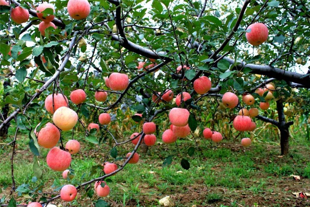这个季节韩城的花椒是最美的风景,韩城冬季好玩的免费景点