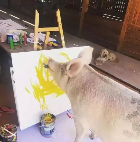 一头猪画画卖30万,一头猪随便画的画竟然要17万
