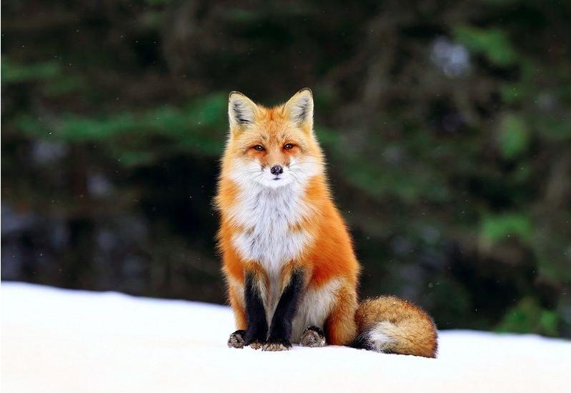 什么是胡黄白柳“四大门”？就是狐狸、黄鼠狼、刺猬、蛇四种动物