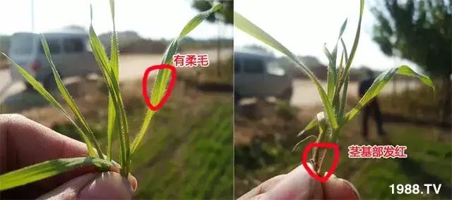 野麦子太猖獗，到底该怎么防治？什么药效果好？需要注意什么？