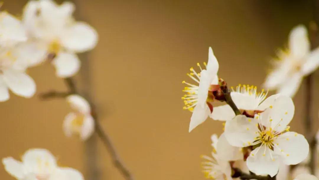 一句话掌握多音字最新版,一句话学会六十个多音字