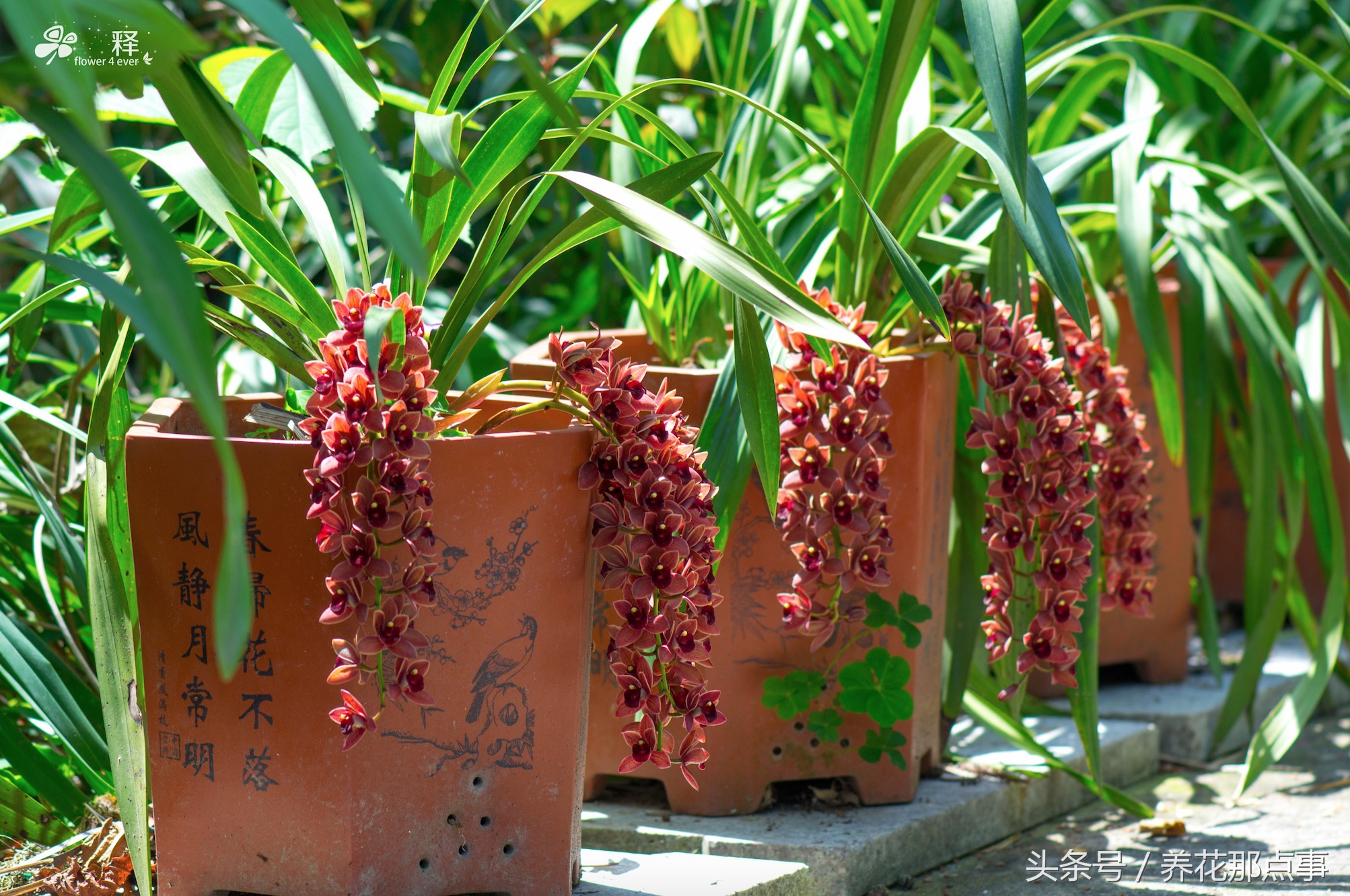 多肉、月季现在比白菜还便宜,曾经动辄上百元如今九块九包邮