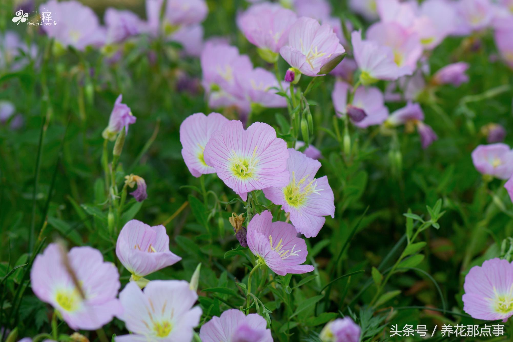 多肉、月季现在比白菜还便宜,曾经动辄上百元如今九块九包邮