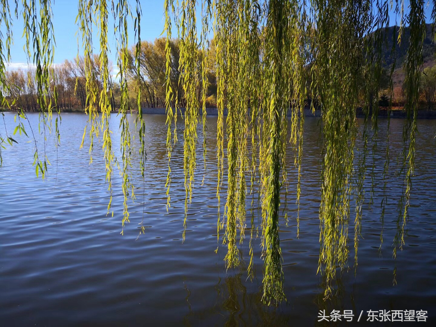 七绝碧水垂柳,垂柳诗句七绝