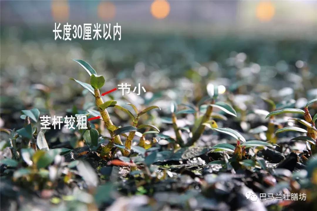 广西畅销的中药材,广西十大名贵药材排行榜