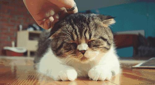 80元一斤猫粮,几十块钱十斤的猫粮对猫有危害吗