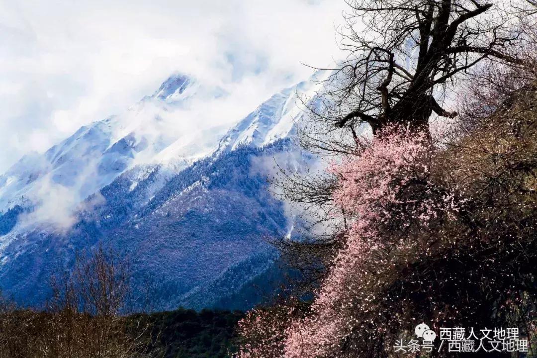 不可思议的林芝：高原荒凉刻板印象的颠覆者