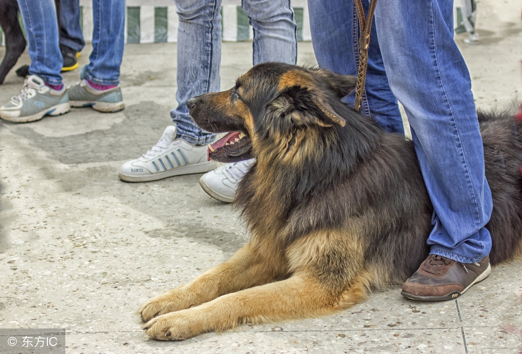 八哥犬掉毛厉害是什么原因,巴哥犬掉毛很严重怎么办