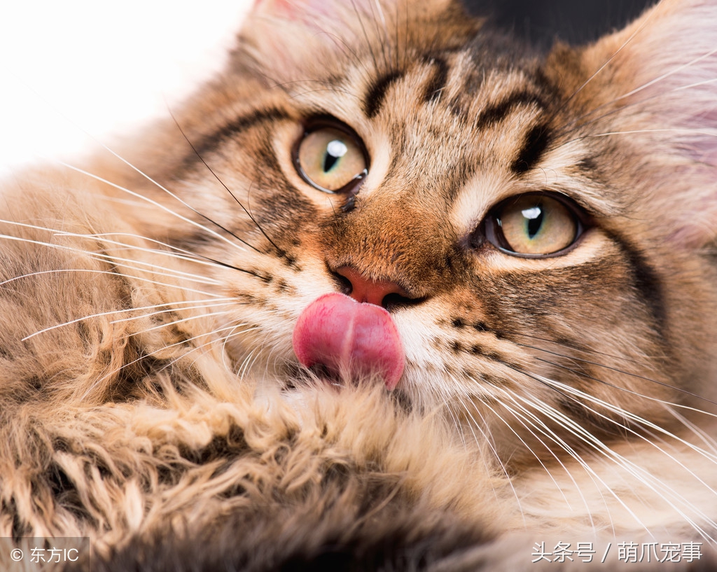 让铲屎官感到害怕的事,铲屎官头疼的猫