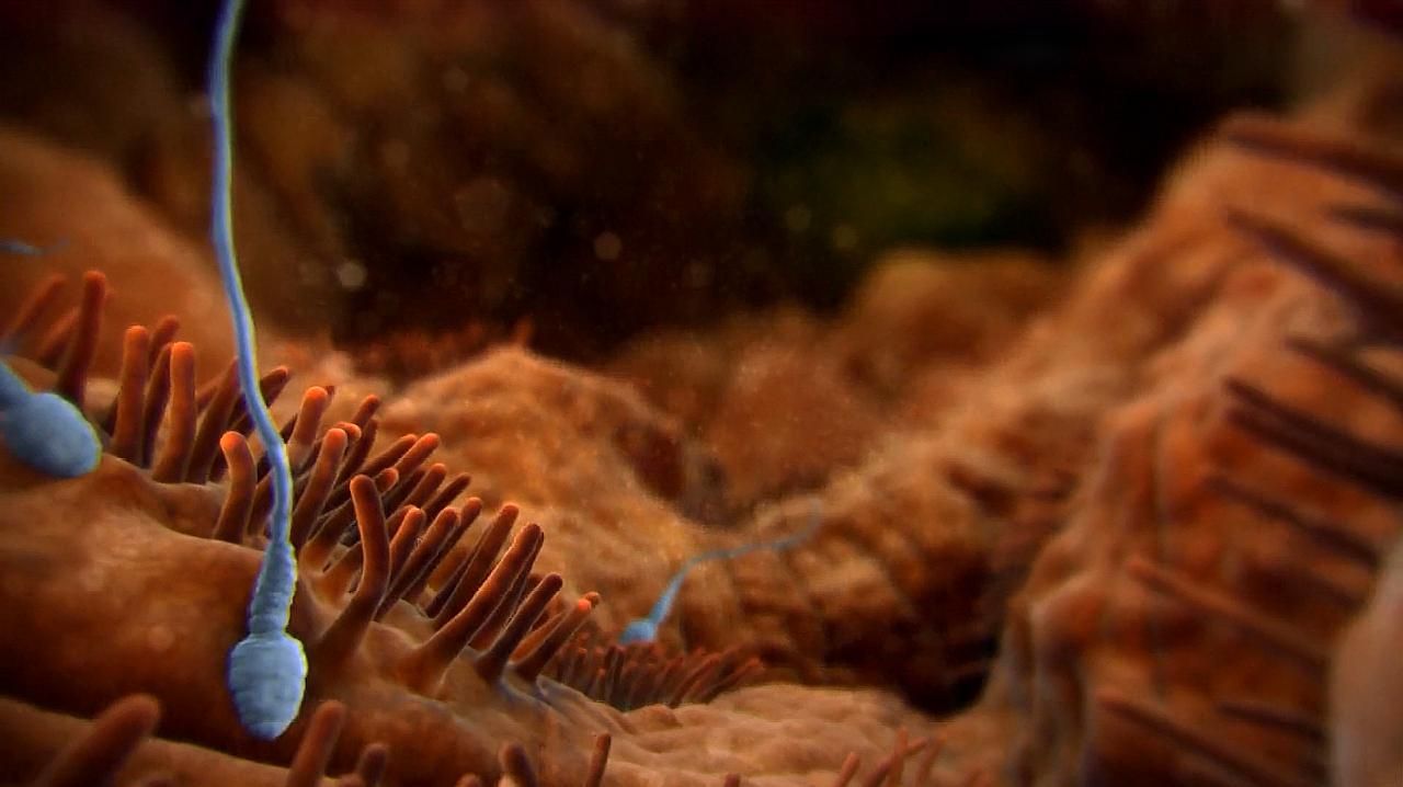 新发现：卵子会对某些人的精细胞更加偏爱，甚至可为其“开后门”