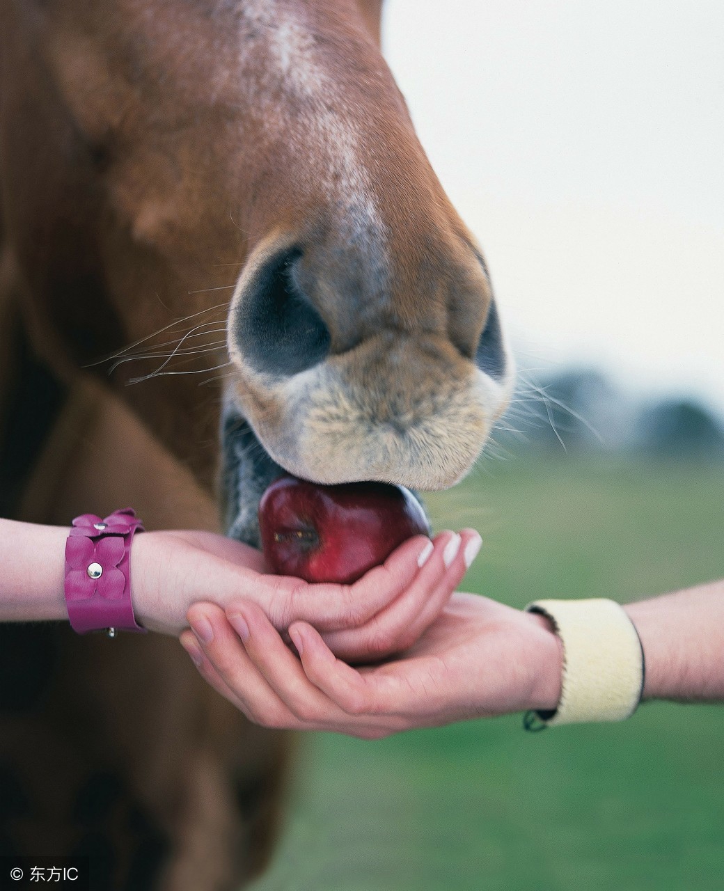骑马怎么稳住,骑马怎么掌握平衡